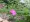 Texas Rock Rose (Pavonia lasiopetal)